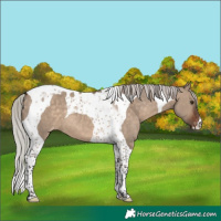 Horse Color:Silver Brown Dun Tobiano Appaloosa