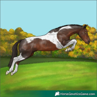 Horse Color:Liver Chestnut Tobiano