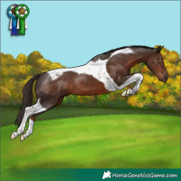 Horse Color:Liver Chestnut Tobiano