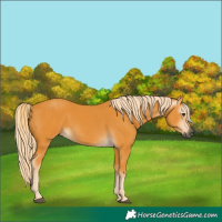 Horse Color:Gray Palomino 