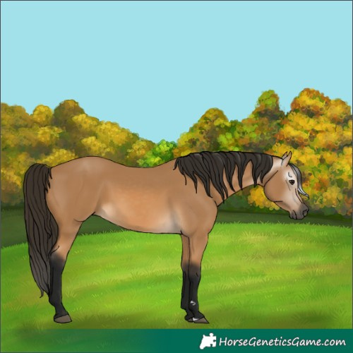 Horse Color:Gray Buckskin