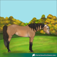 Horse Color:Gray Buckskin 