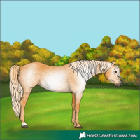 Horse Color:Gray Palomino