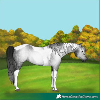 Horse Color:Gray Smoky Black Tobiano 