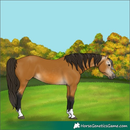 Horse Color:Gray Buckskin 