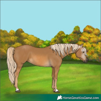 Horse Color:Gray Palomino 