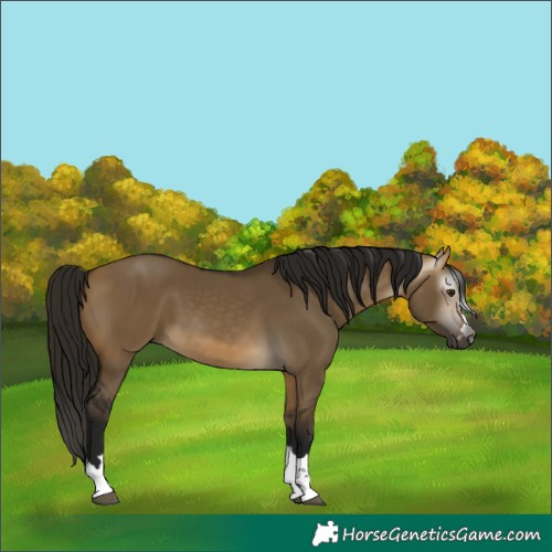 Horse Color:Gray Buckskin Dun 