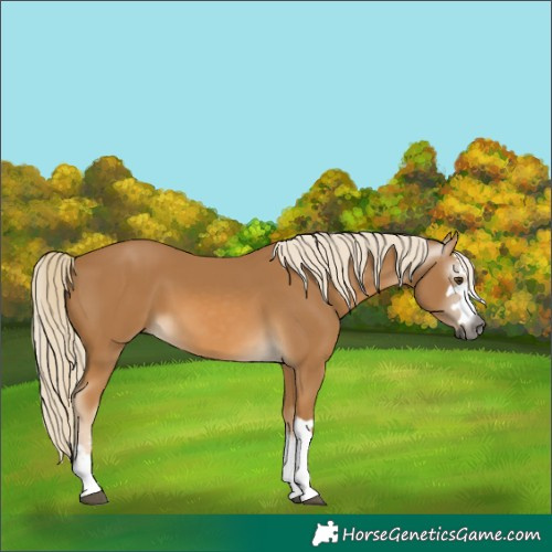 Horse Color:Gray Palomino 