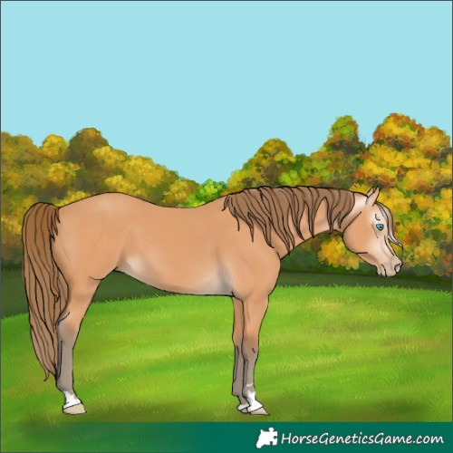 Horse Color:Gray Perlino 