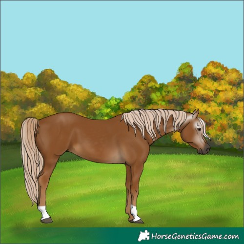 Horse Color:Gray Palomino 