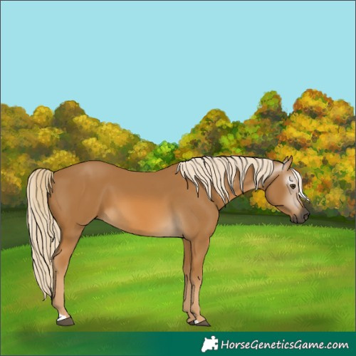 Horse Color:Gray Palomino 