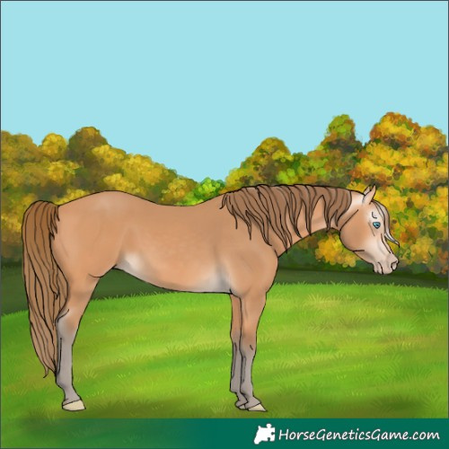 Horse Color:Gray Perlino