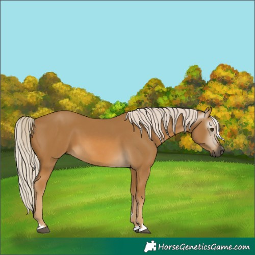Horse Color:Gray Palomino 