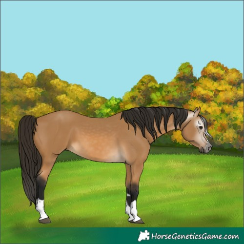 Horse Color:Gray Buckskin 