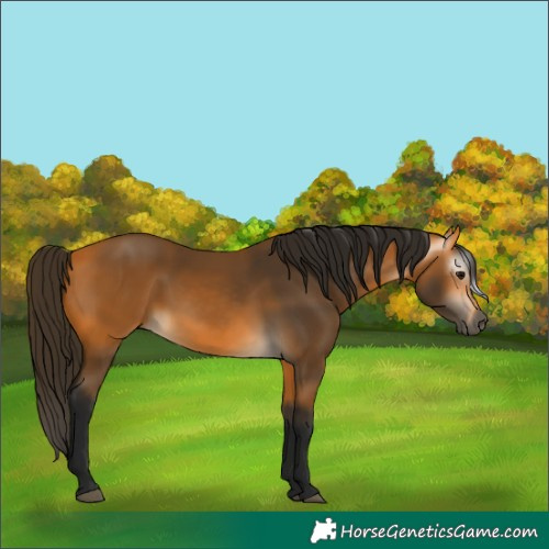 Horse Color:Gray Buckskin