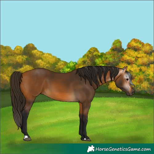 Horse Color:Gray Buckskin 