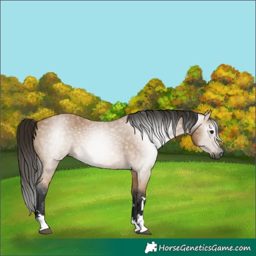 Horse Color:Gray Buckskin