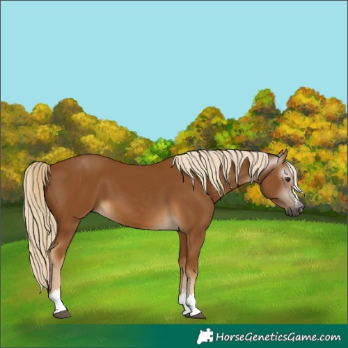 Horse Color:Gray Palomino