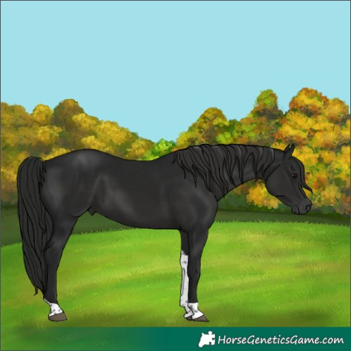 Horse Color:Gray Black Tobiano 