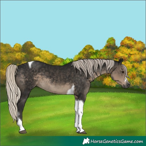 Horse Color:Gray Silver Smoky Black Tobiano 