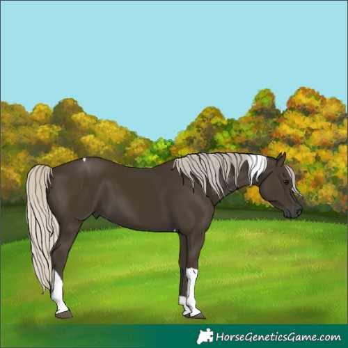 Horse Color:Gray Silver Smoky Black Tobiano