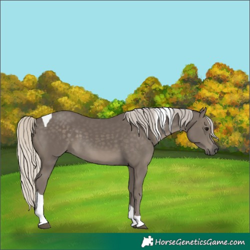Horse Color:Silver Smoky Black Tobiano 