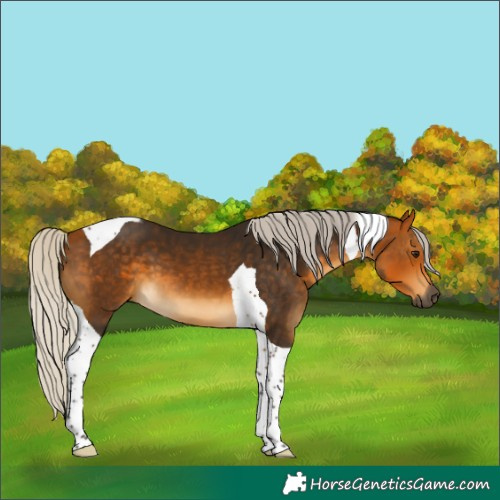Horse Color:Gray Silver Buckskin Tobiano 