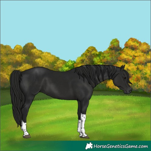 Horse Color:Gray Black Tobiano 