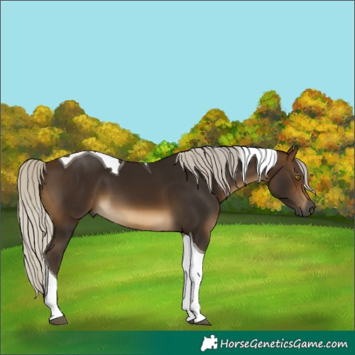 Horse Color:Gray Silver Buckskin Tobiano