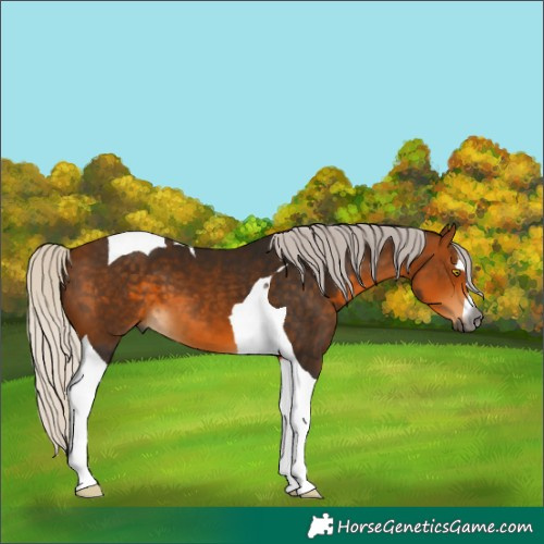 Horse Color:Gray Silver Buckskin Tobiano