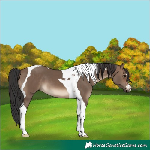 Horse Color:Brown Dun Tobiano