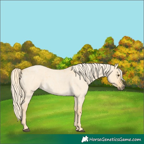 Horse Color:Palomino Roan Dun