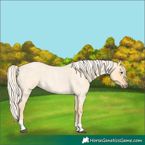 Horse Color:Palomino Roan Dun 