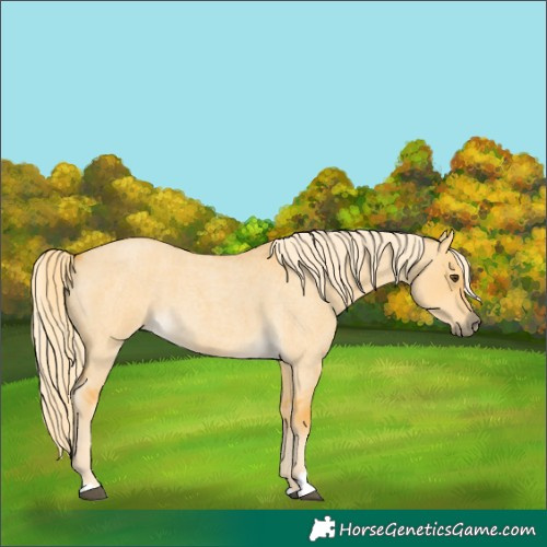 Horse Color:Palomino Roan Dun