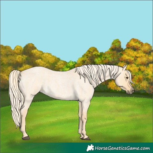 Horse Color:Palomino Roan Dun