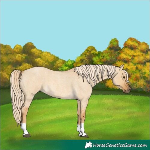 Horse Color:Palomino Roan Dun