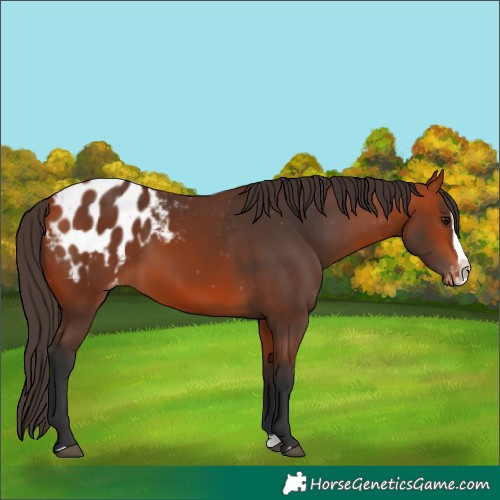 Horse Color:Bay Appaloosa  and Bay Splash Appaloosa 