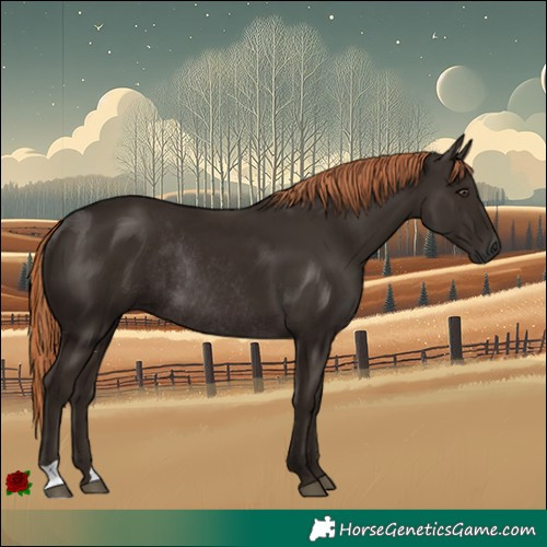 Horse Color:Liver Chestnut Rabicano