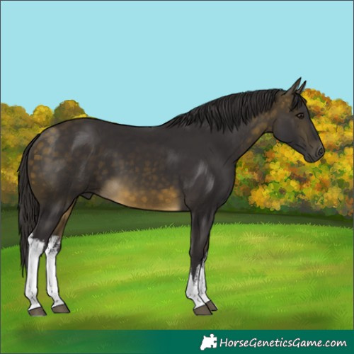 Horse Color:White Spotted Buckskin
