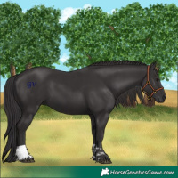 Horse Color:Smoky Black and Smoky Black