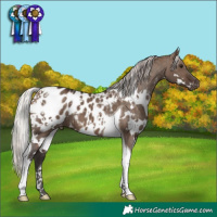 Horse Color:White Spotted Silver Brown Dun Tobiano Appaloosa