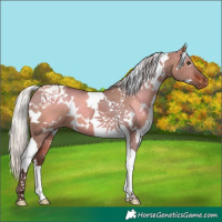 Horse Color:White Spotted Silver Brown Dun Tobiano Appaloosa