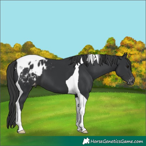 Horse Color:Black Tobiano Appaloosa