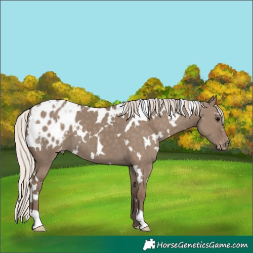 Horse Color:White Spotted Silver Grullo Appaloosa