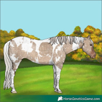 Horse Color:White Spotted Silver Brown Dun Tobiano Snowflake Varnish