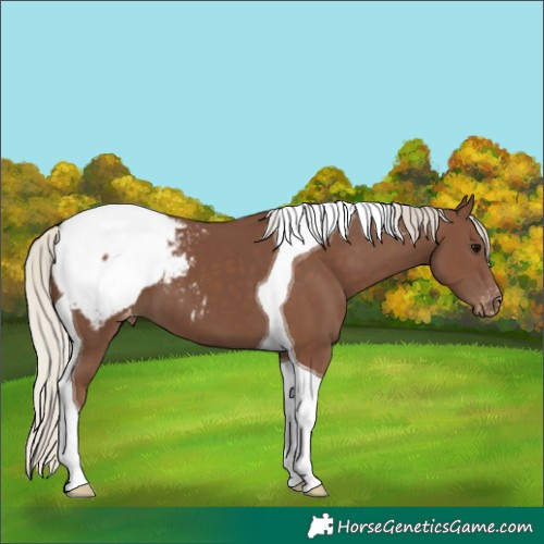 Horse Color:Silver Black Tobiano Appaloosa