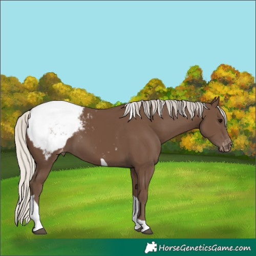 Horse Color:Silver Black Tobiano Appaloosa 