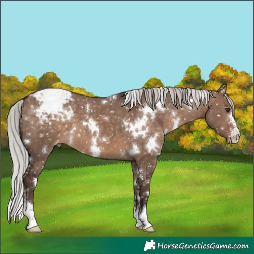 Horse Color:White Spotted Silver Brown Dun Sabino Appaloosa 