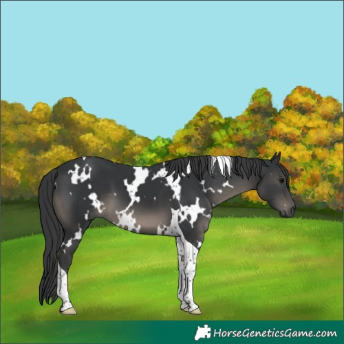 Horse Color:White Spotted Black Tobiano 