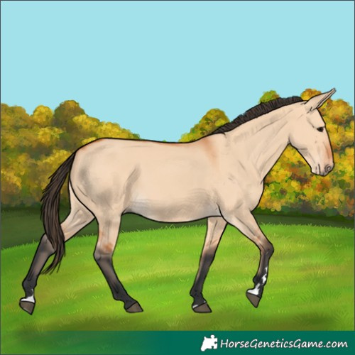 Horse Color:Bay Dun 
